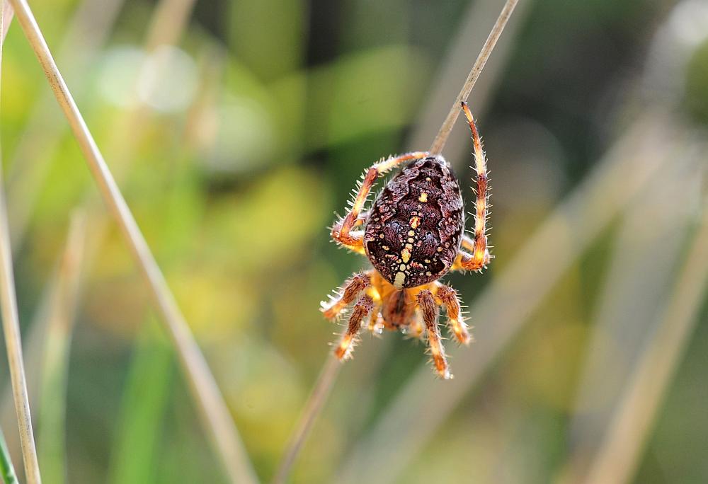 Araneus diadematus; Agalenatea redii - P. N. d''Abruzzo