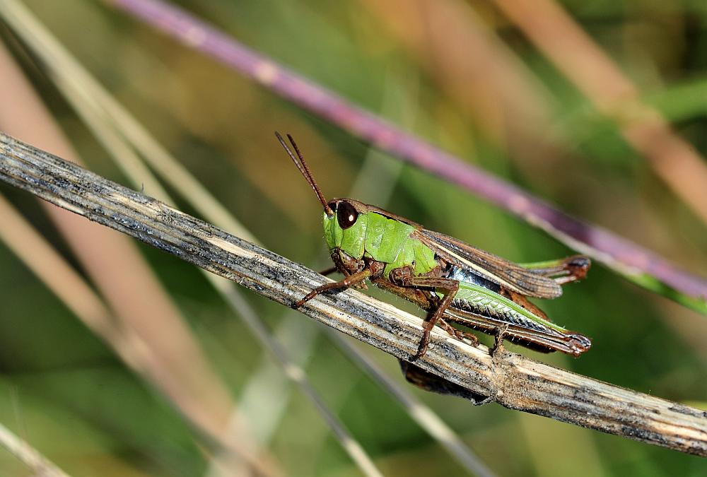 Chorthippus e Stauroderus scalaris