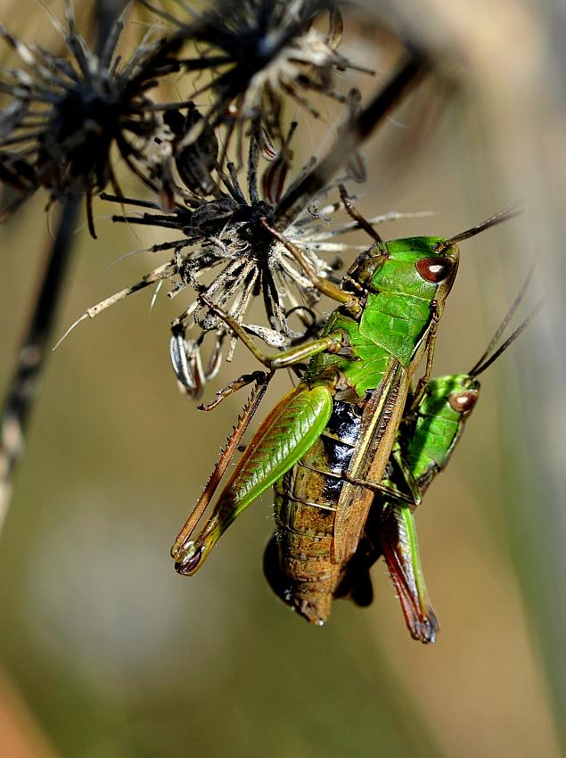 Chorthippus e Stauroderus scalaris