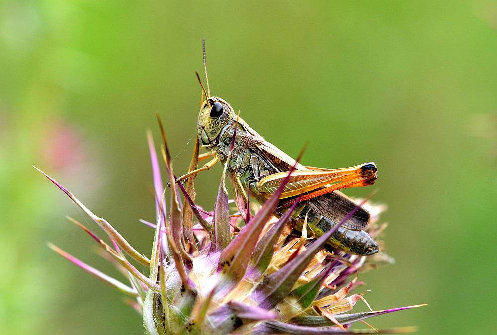 Chorthippus e Stauroderus scalaris