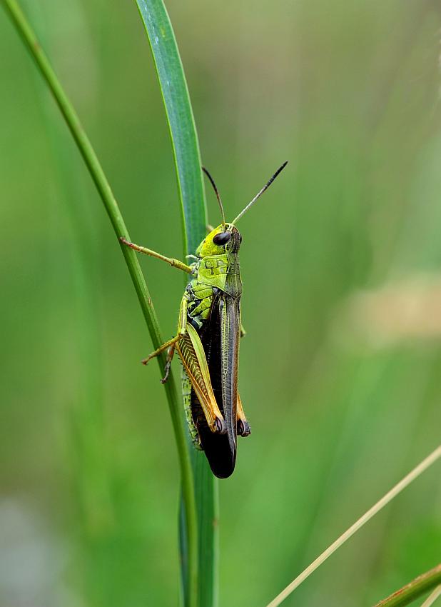 Chorthippus e Stauroderus scalaris