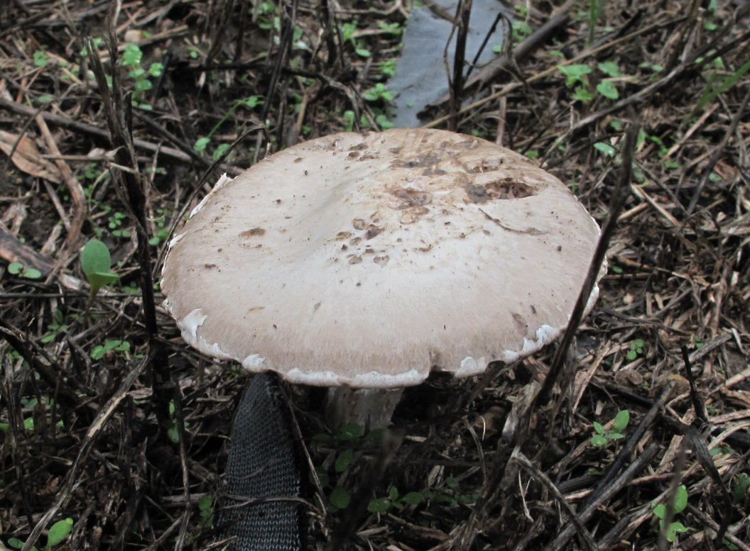 Agaricus da determinare