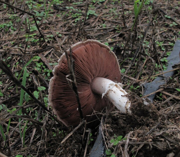 Agaricus da determinare