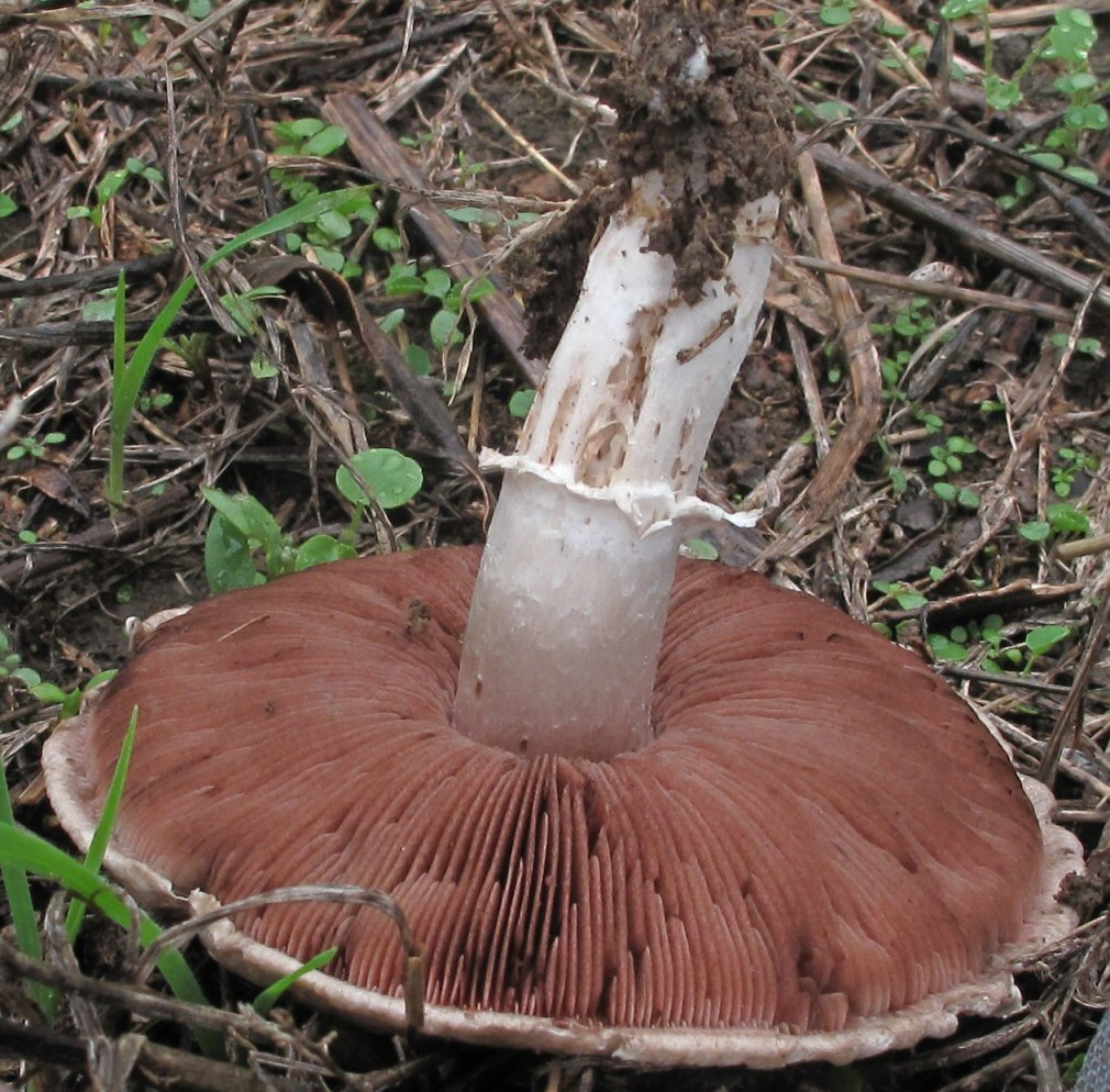 Agaricus da determinare