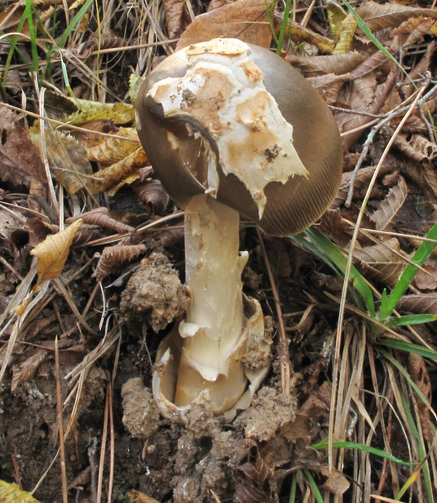 Amanita (Amanitopsis) da determinare