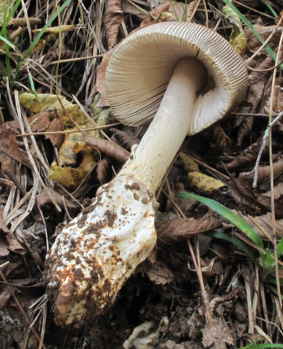 Amanita (Amanitopsis) da determinare