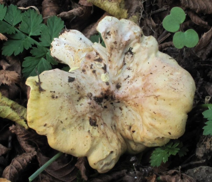 Cantharellus da determinare