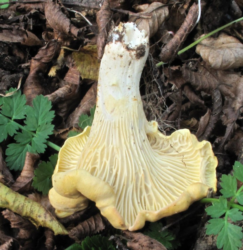 Cantharellus da determinare