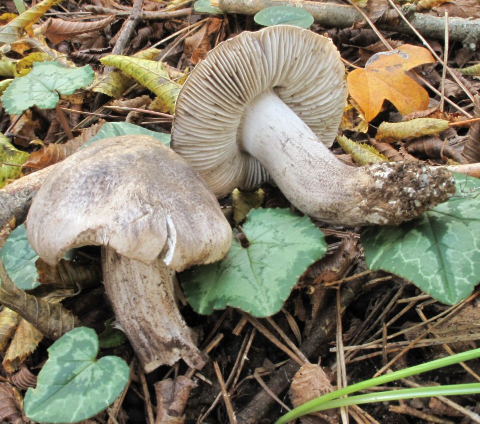 Tricholoma (1) da identificare