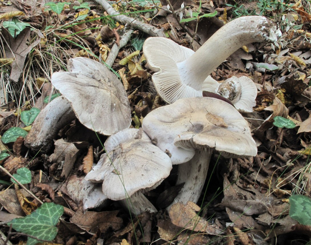 Tricholoma (2) da identificare