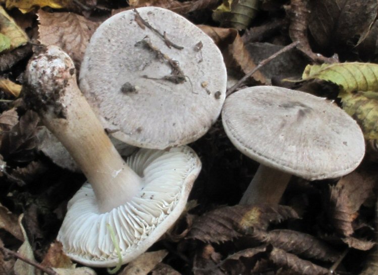 Tricholoma (3) da identificare