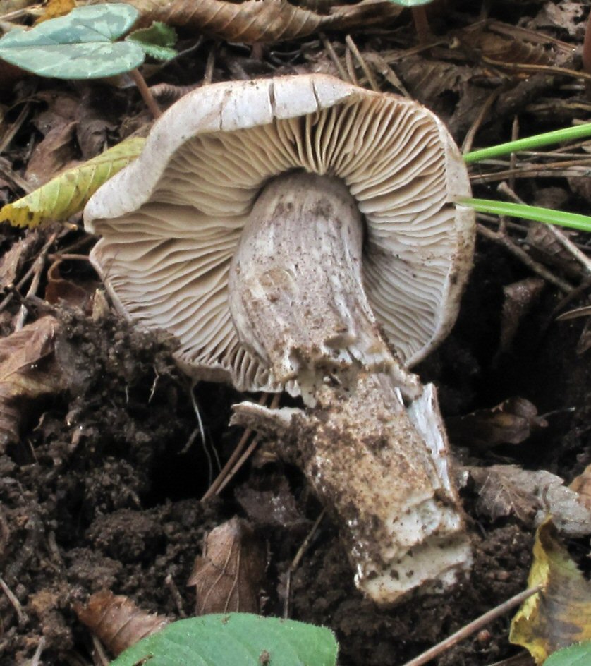 Tricholoma (1) da identificare