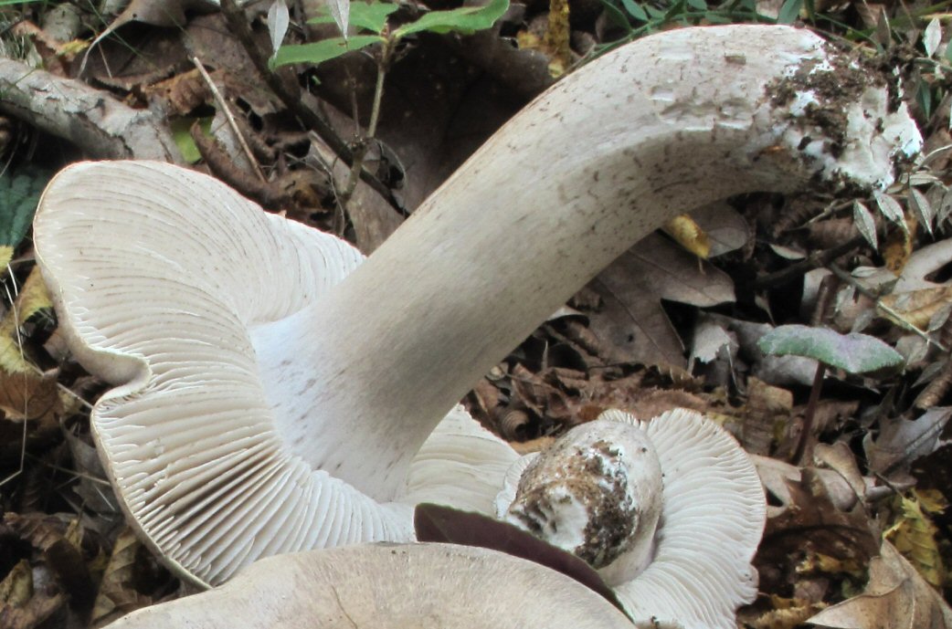 Tricholoma (2) da identificare