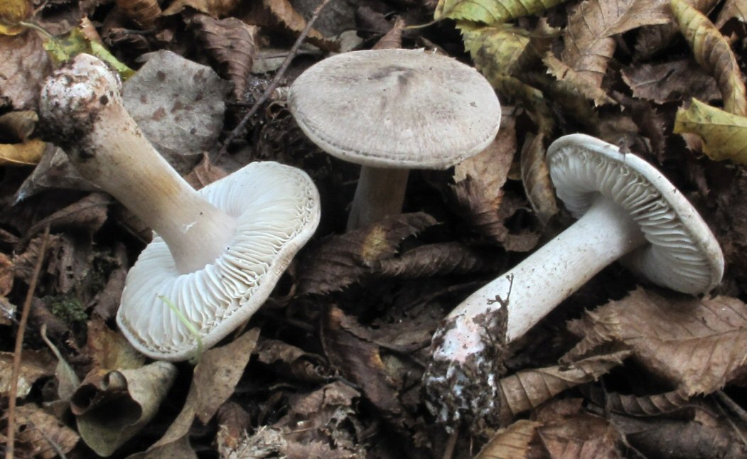 Tricholoma (3) da identificare