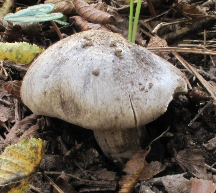 Tricholoma (1) da identificare