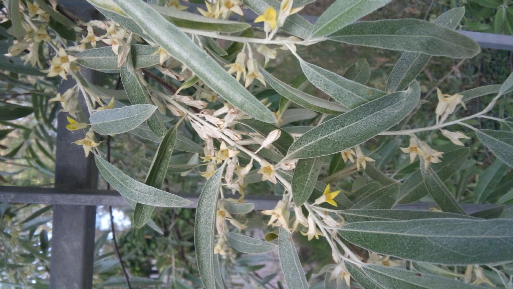 Elaeagnus angustifolia