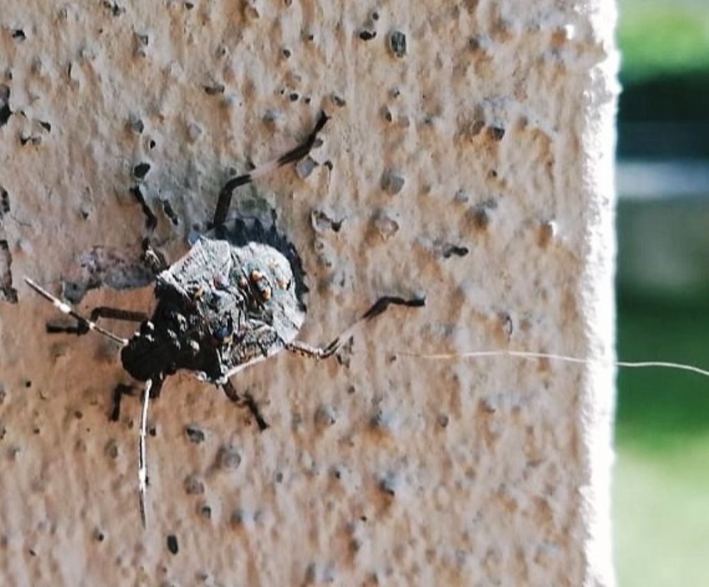 Che cimice ? Ninfa di Halyomorpha halys (Pentatomidae)