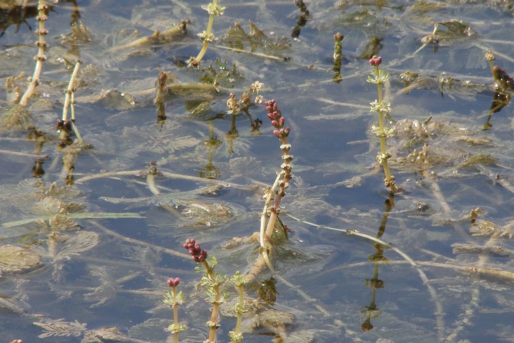 Myriophyllum spicatum