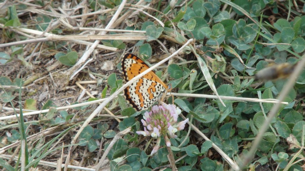 Meliteae cinxia? - No, Melitaea didyma