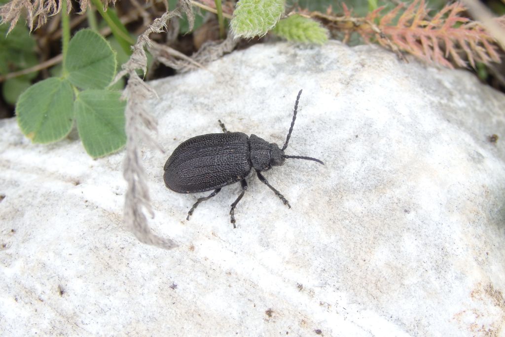 Galeruca sp. (Chrysomelidae)