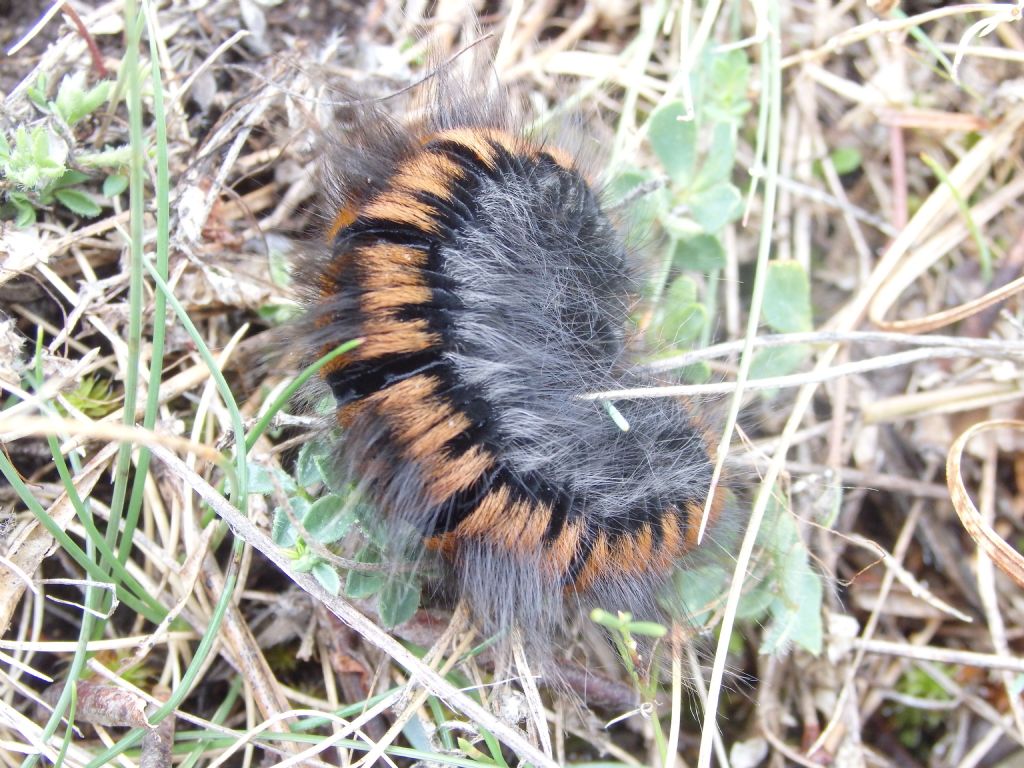 Identification of caterpillar:   Macrothylacia rubi  (Lasiocampidae)