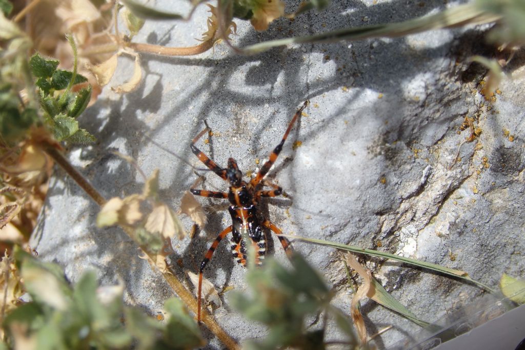 Da id - Rhinocoris sp.