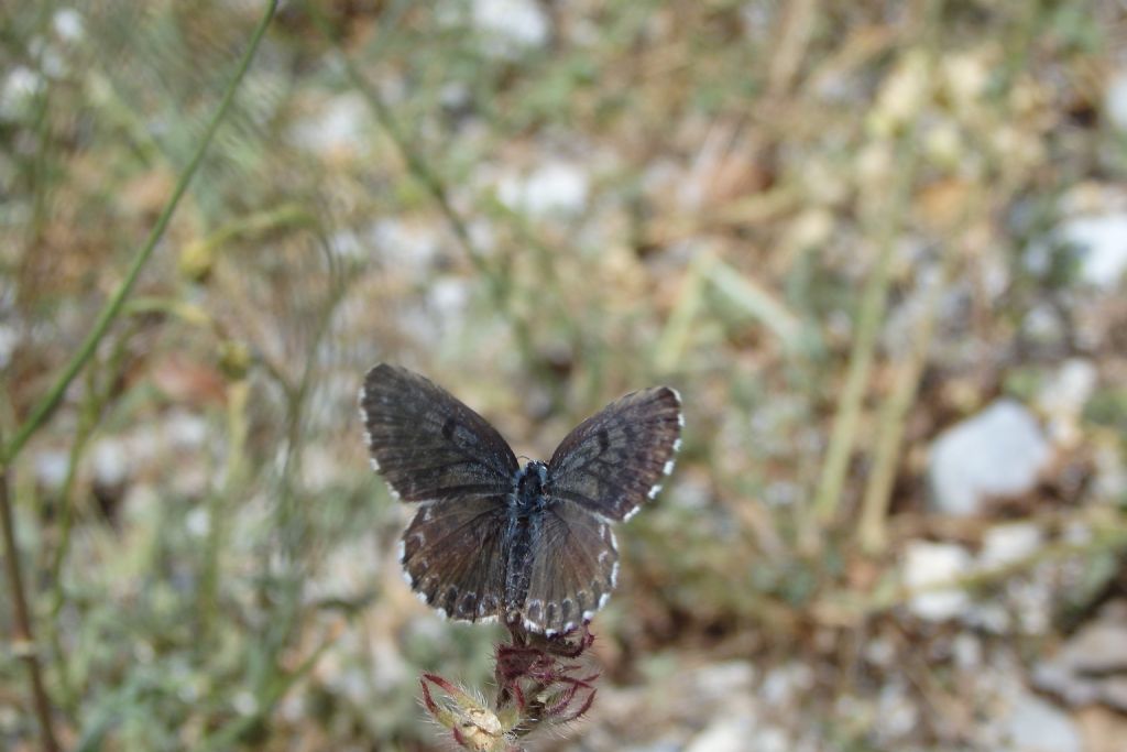 Lepidottero da id - Scolitantides orion, Lycaenidae