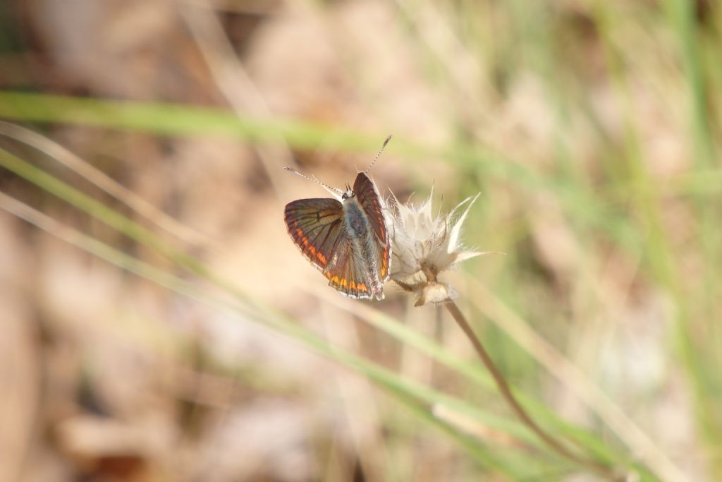 Polyommatus icarus female ?