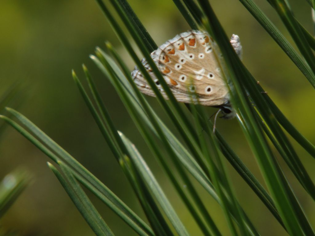 Polyommatus icarus?