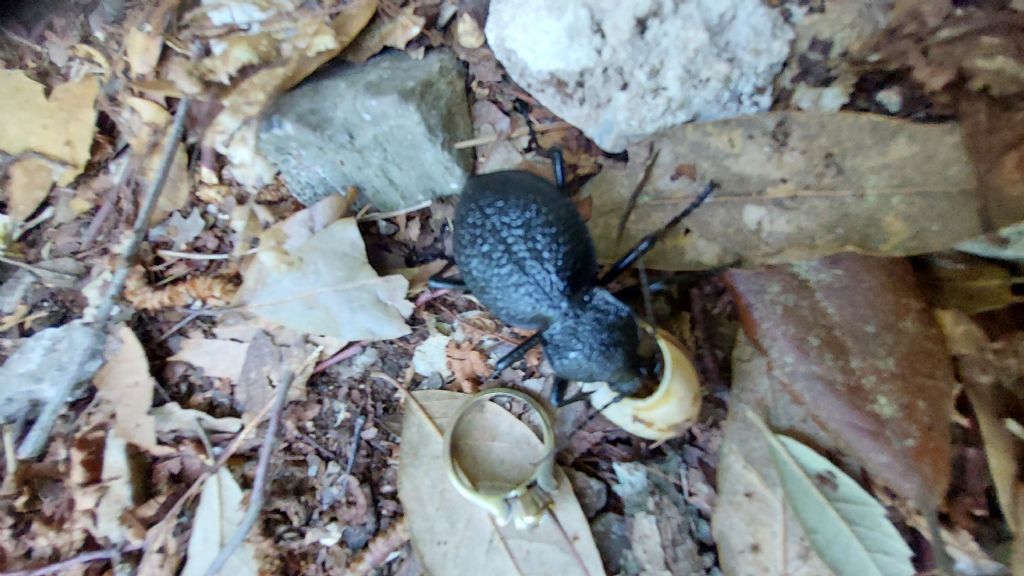 Da identificare: Carabus gigas parnassicus