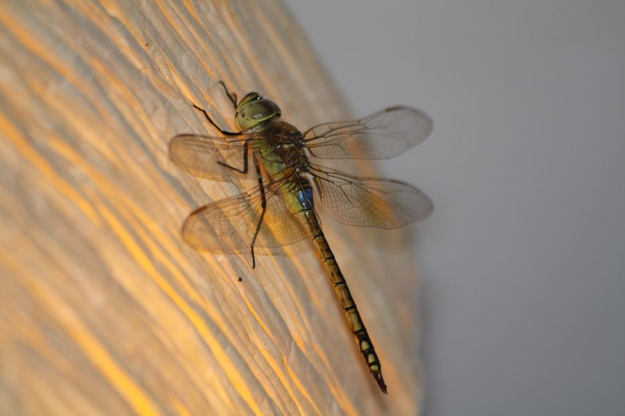 Sympetrum? - No, Hemianax ephippiger