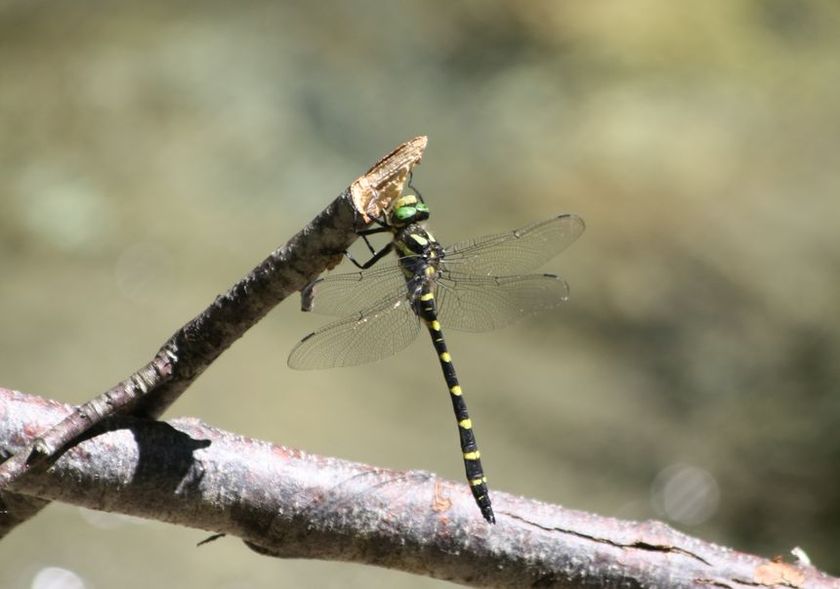 Cordulegaster boltoni? no, C. bidentata