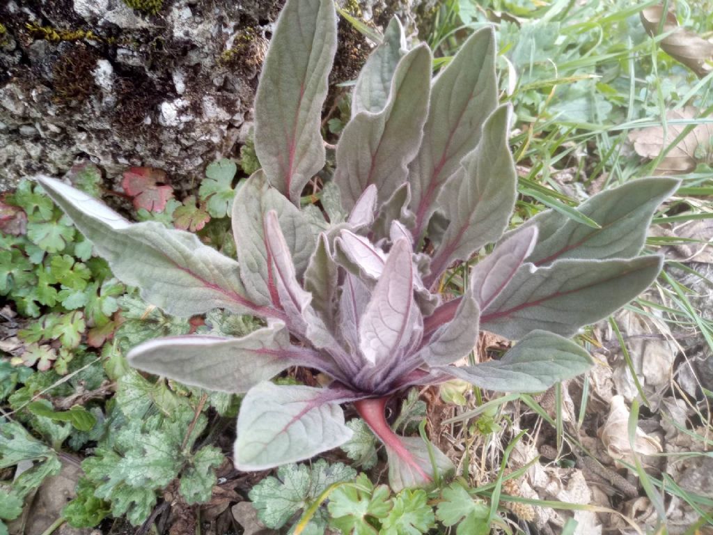 Cynoglossum?... cfr. Cynoglossum sp. (Boraginaceae)