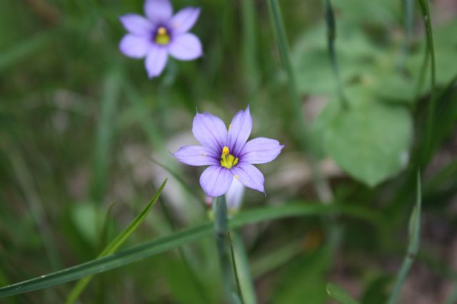 Ipheion uniflorum (Asparagales - Amaryllidaceae)