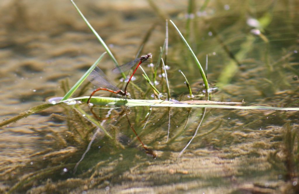 Ceriagrion tenellum? no, Pyrrhosoma nymphula