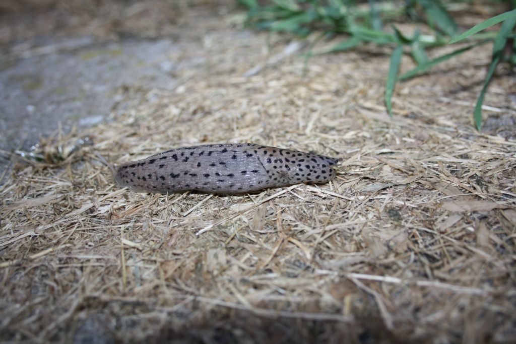 Limax del varesotto