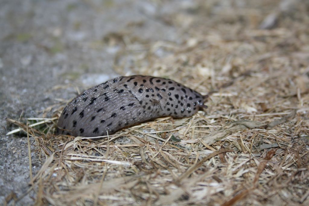 Limax del varesotto