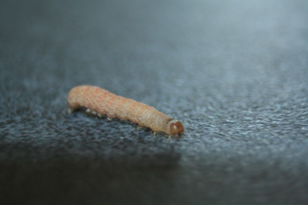 id larva