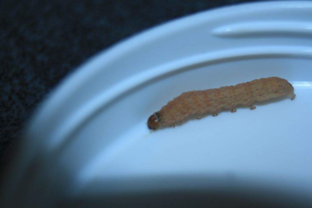 id larva