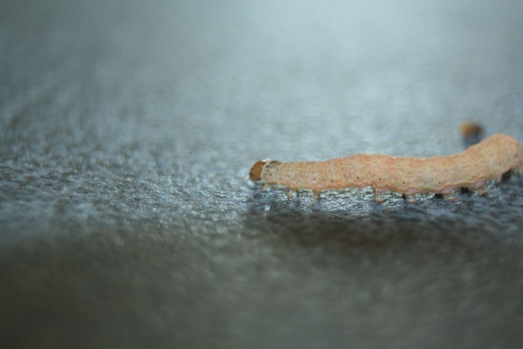 id larva