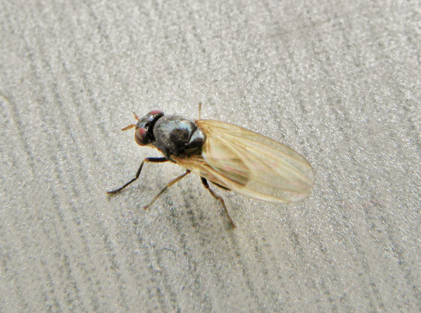 Lauxaniidae: cfr. Calliopum sp.