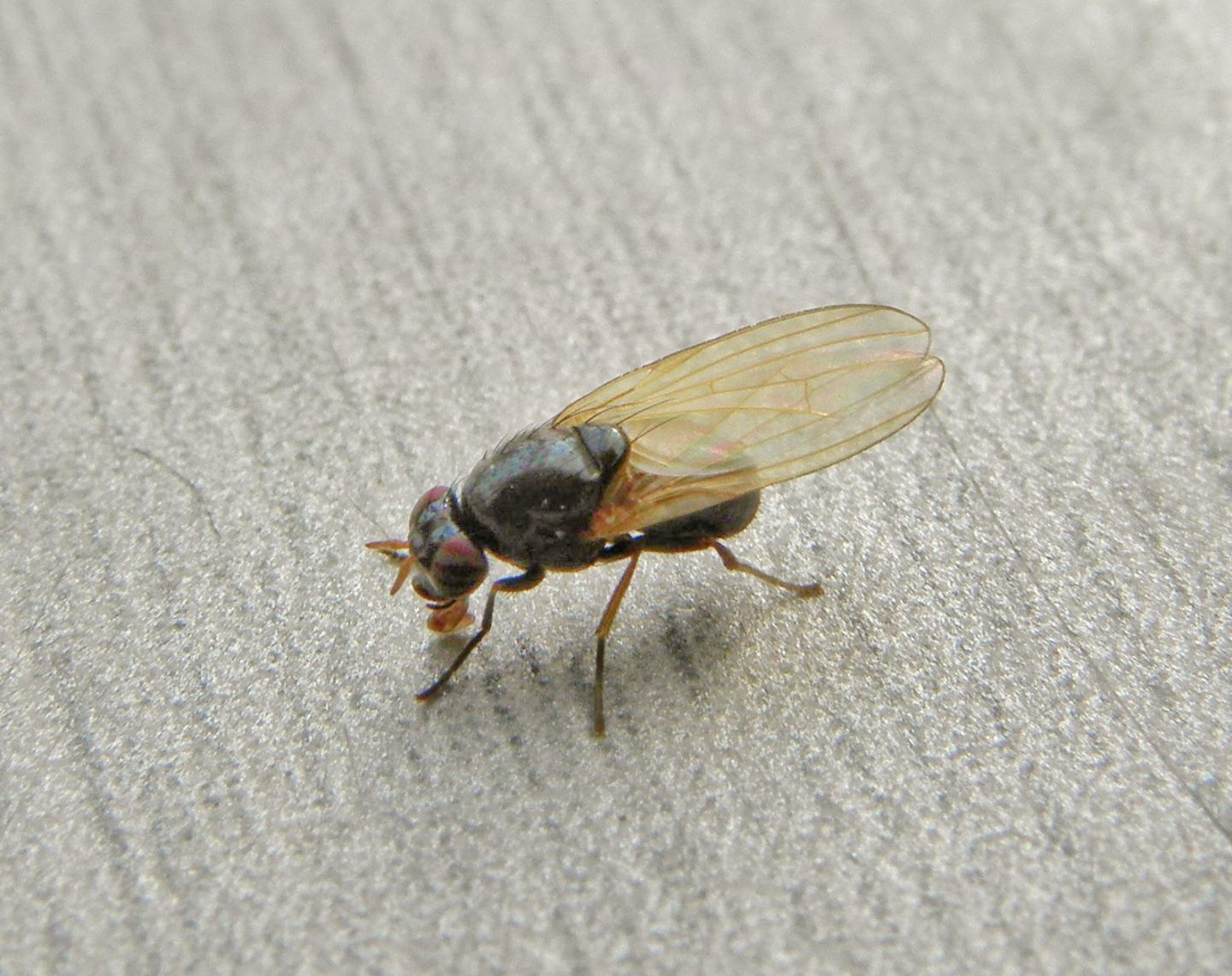 Lauxaniidae: cfr. Calliopum sp.