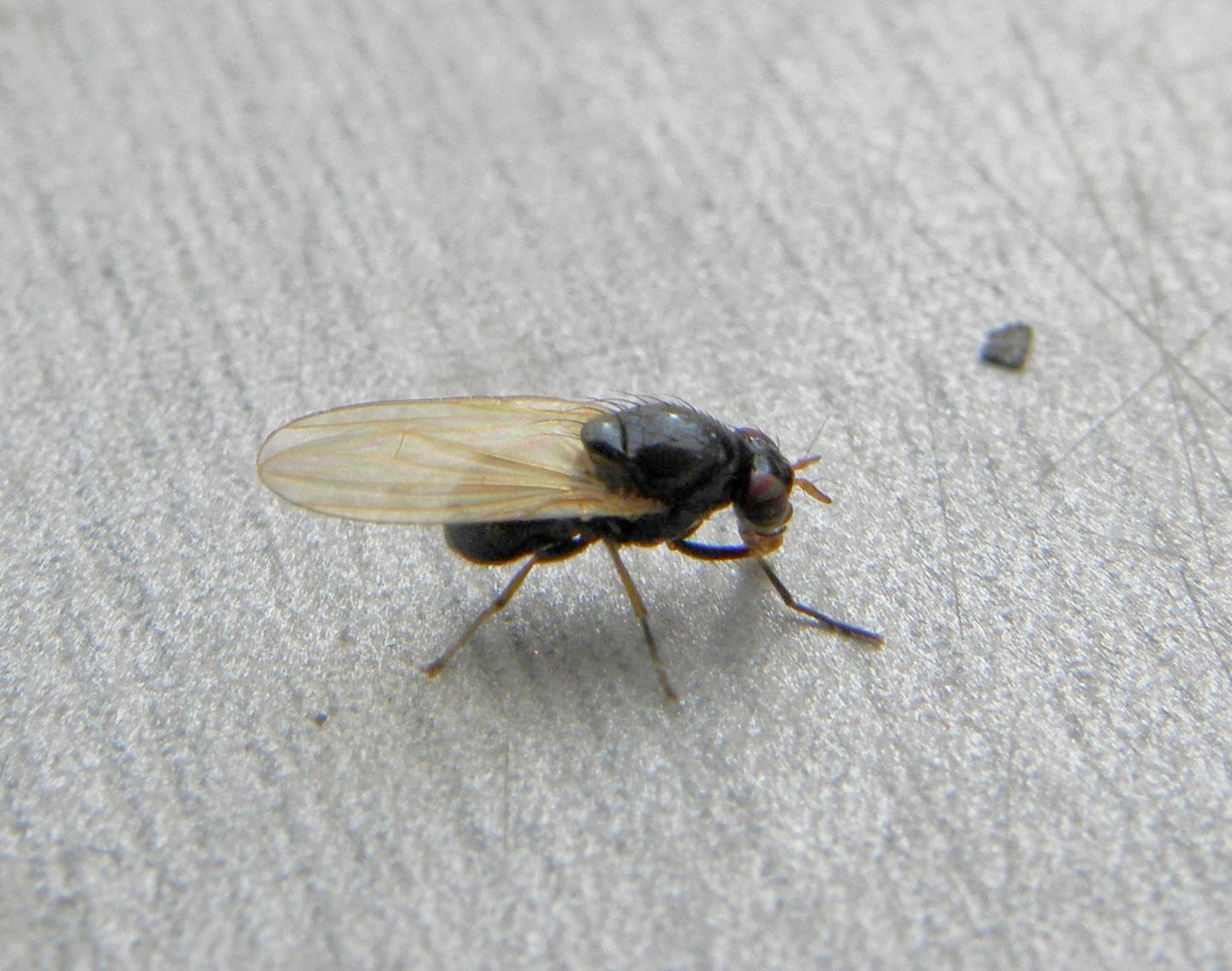 Lauxaniidae: cfr. Calliopum sp.