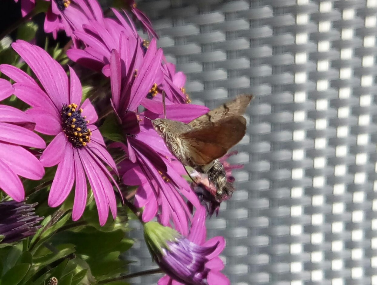 Lepidoptera da determinare - Macroglossum stellatarum, Sphingidae