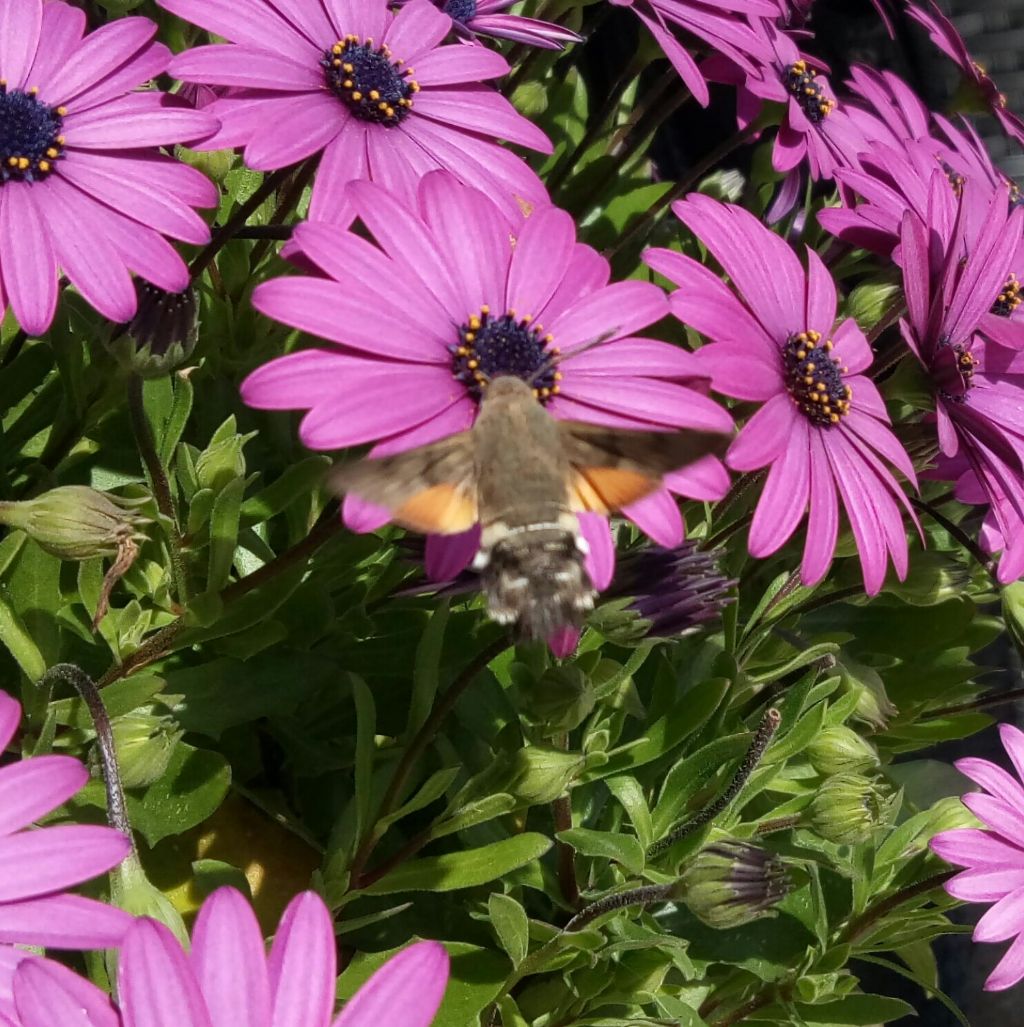 Lepidoptera da determinare - Macroglossum stellatarum, Sphingidae