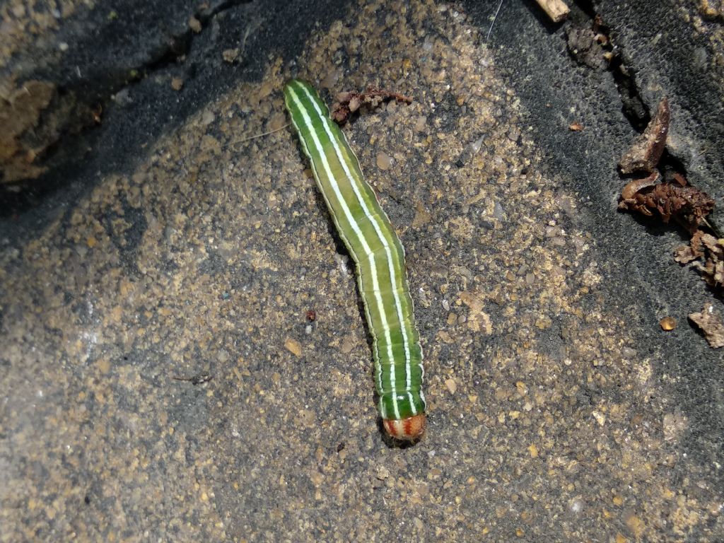 Caterpillar ID? Panolis flammea - Noctuidae