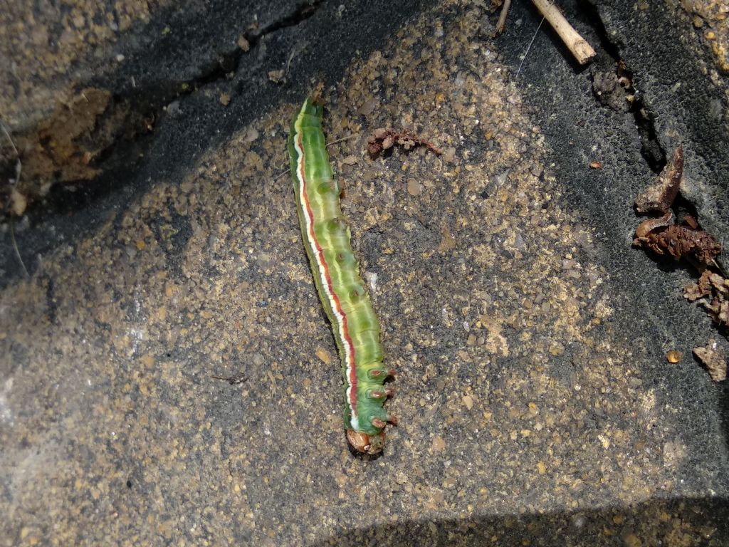 Caterpillar ID? Panolis flammea - Noctuidae