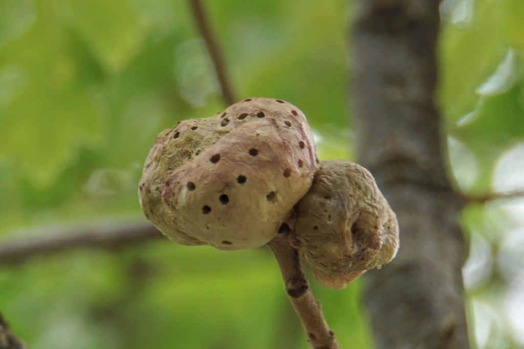 Galla di Cynipidae?  S, di Biorhiza pallida