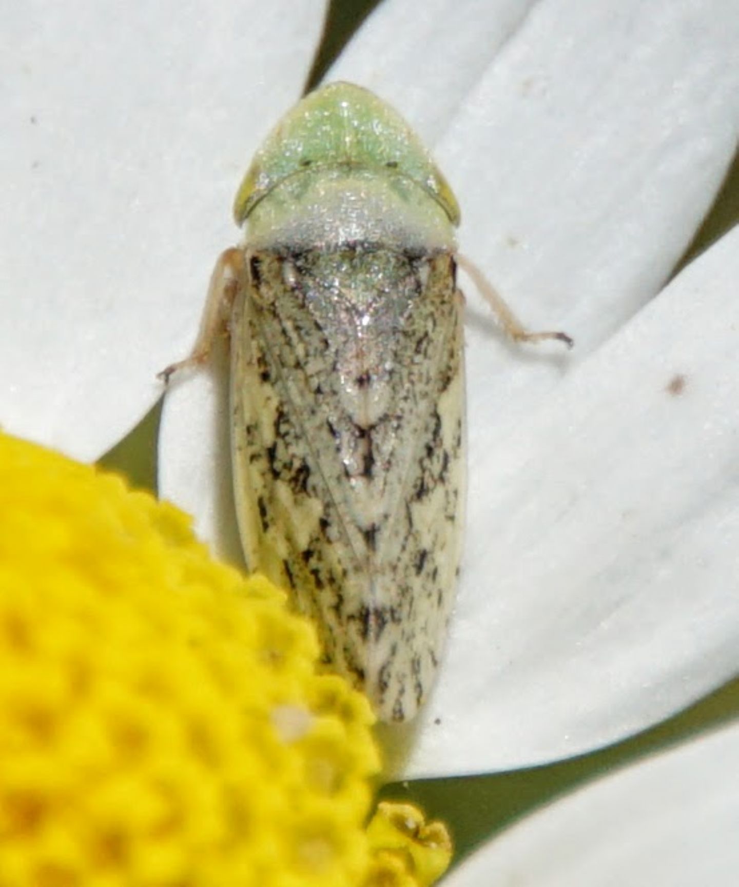 Cicadellidae ID?