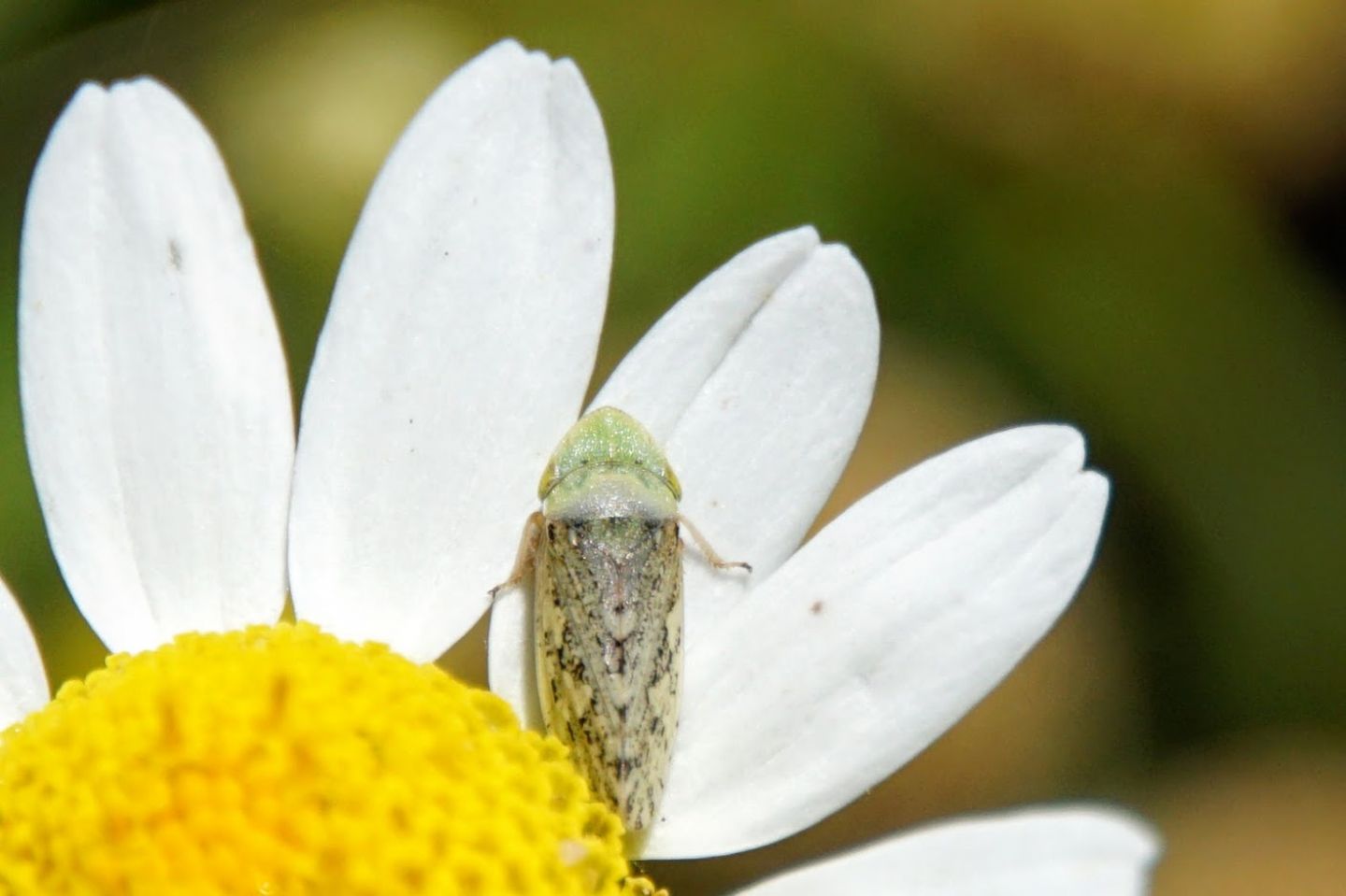 Cicadellidae ID?